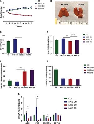 Theabrownin ameliorates liver inflammation, oxidative stress, and fibrosis in MCD diet-fed C57BL/6J mice